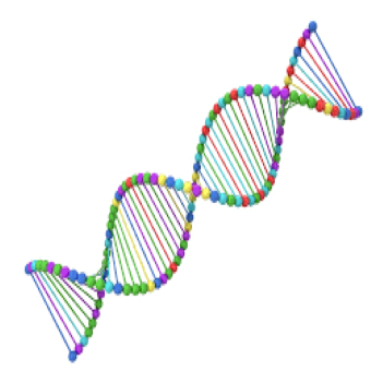 DNA Custom