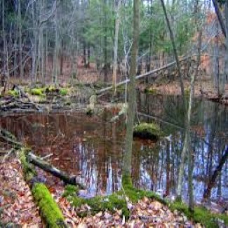vernal pools Custom