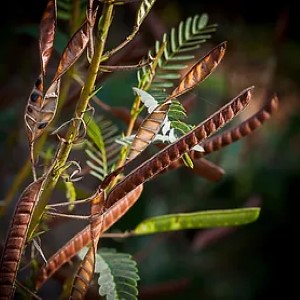 Gardening for birds Custom