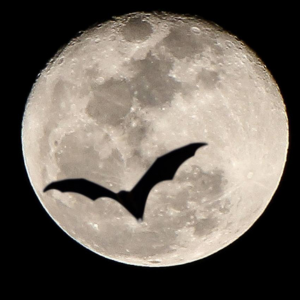 bat