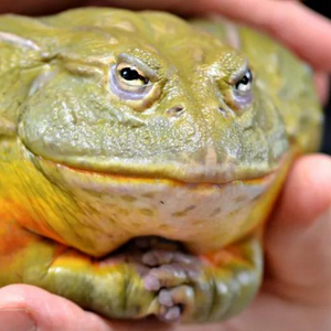 little creatures animal program