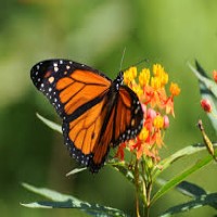 Monarch 2 1