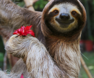 sloth