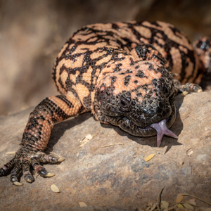 creature conservancy